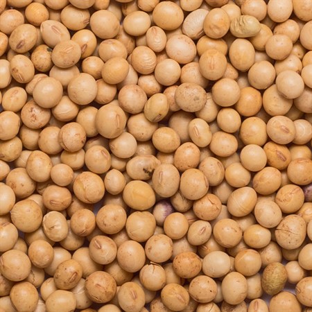 Sojabönor Gula
